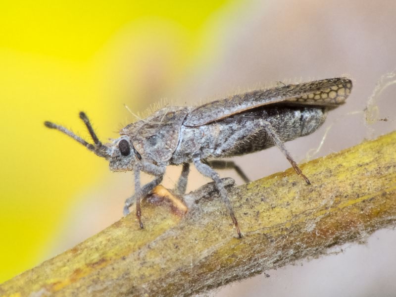 Tingis (Tropidocheila) reticulata Herrich-Schäffer, 1835